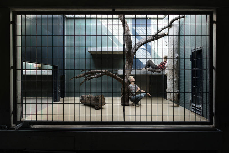 Confinés, enfermés comme des milliards d’animaux…